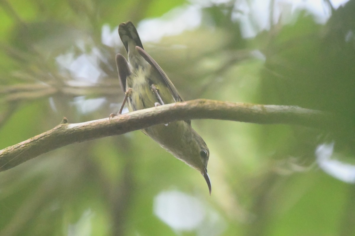 Fork-tailed Sunbird - ML362796381