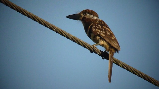 Two-banded Puffbird - ML362796631