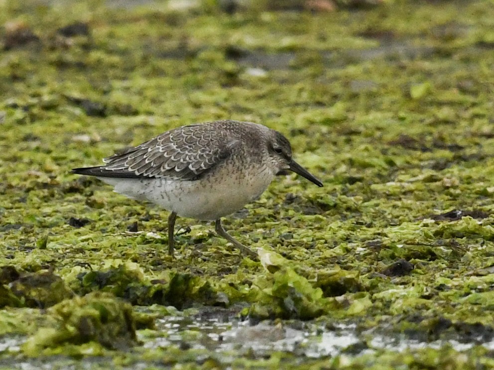 Red Knot - ML362796701