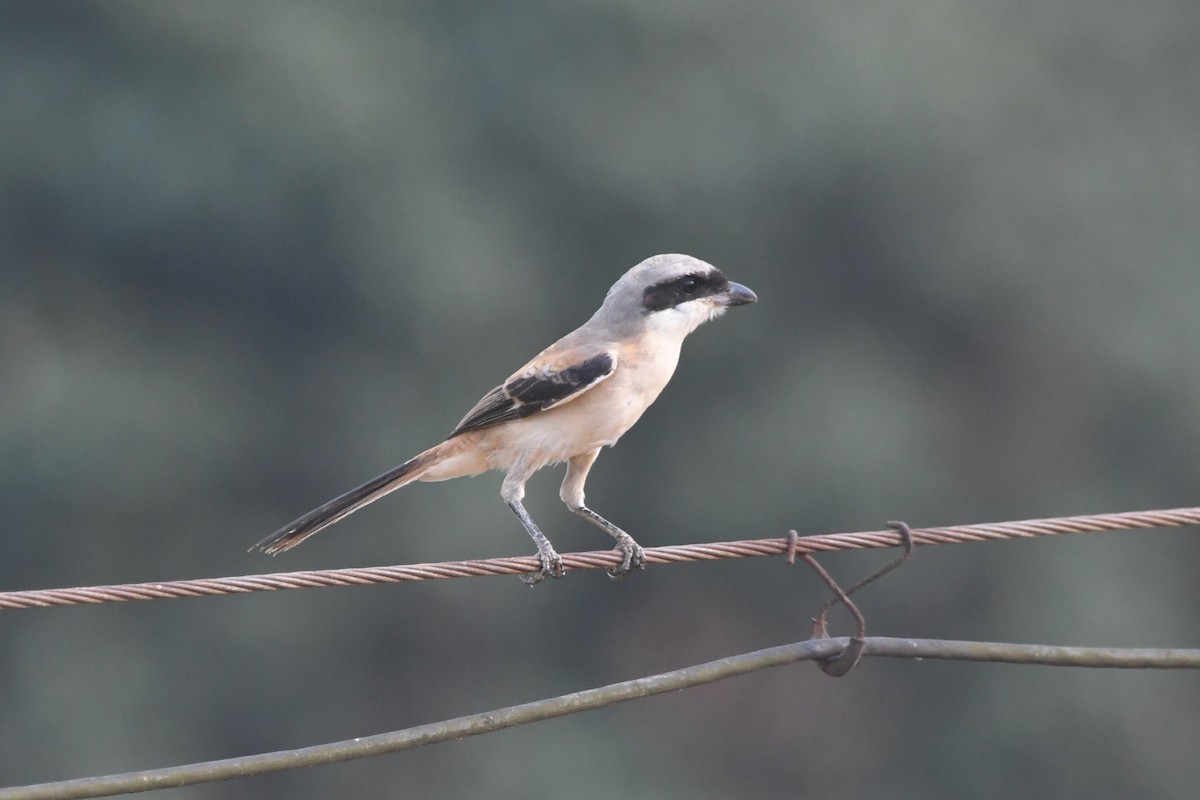 Long-tailed Shrike - ML362798071