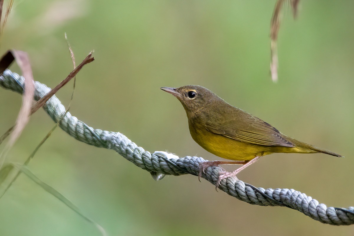 Mourning Warbler - ML362798301