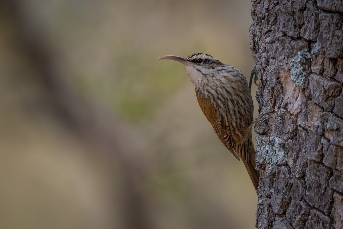 Narrow-billed Woodcreeper - Carlos Maure