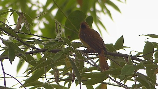 Tropical Royal Flycatcher - ML362805131