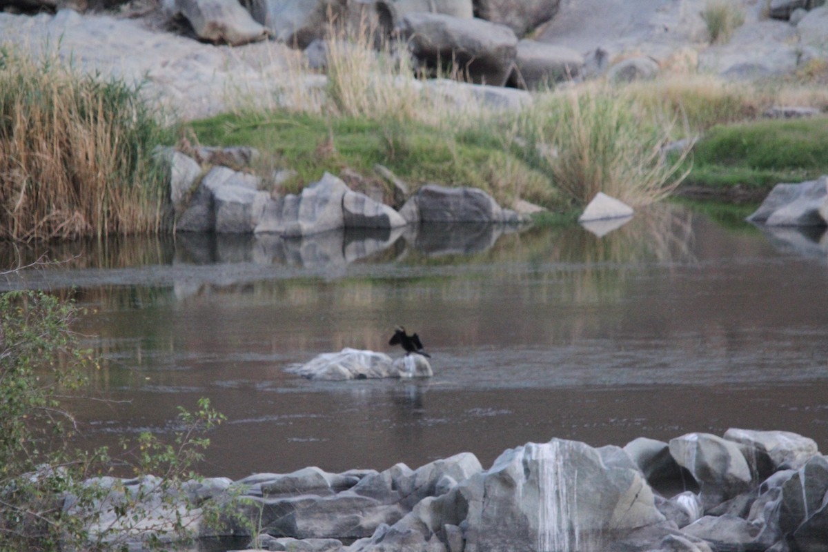 Long-tailed Cormorant - ML362806021