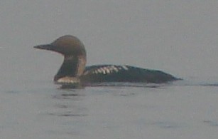 Pacific Loon - ML36280611