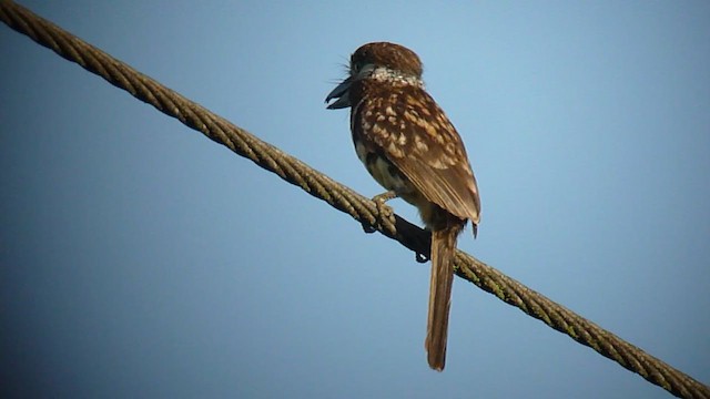 Two-banded Puffbird - ML362807221