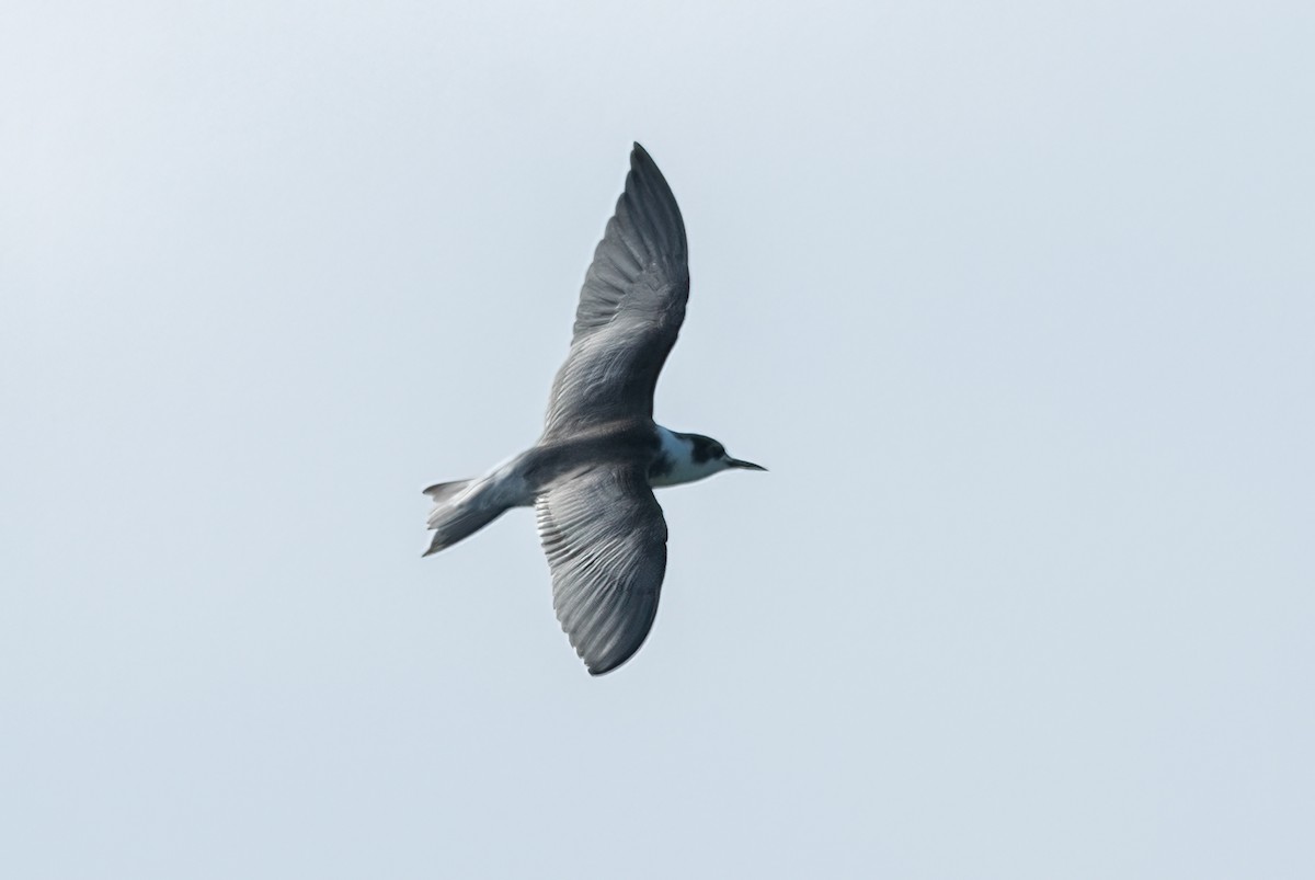 Black Tern - ML362809141