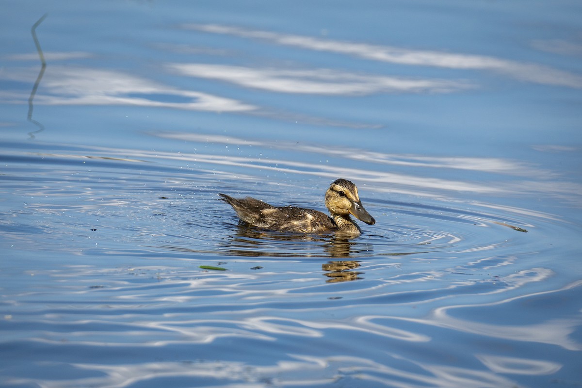 Mallard - ML362809911