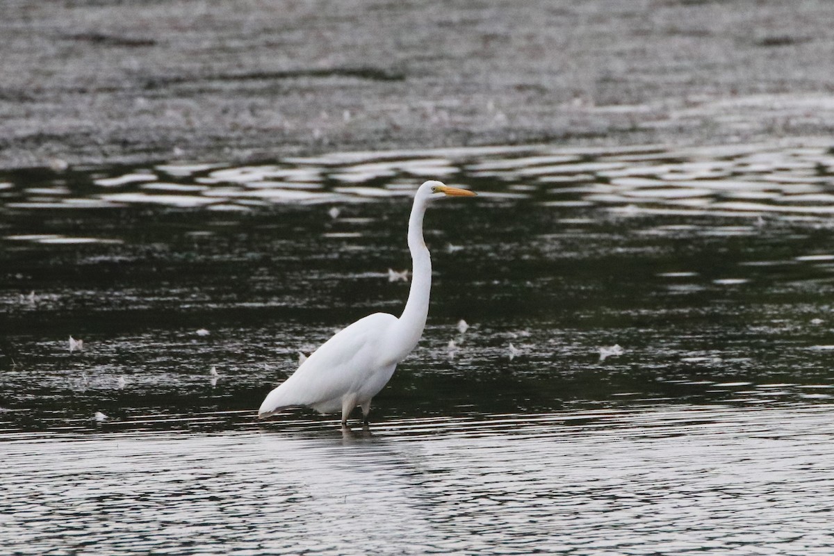 Great Egret - Ken McKenna