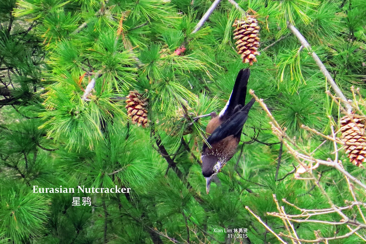 Eurasian Nutcracker - Lim Ying Hien