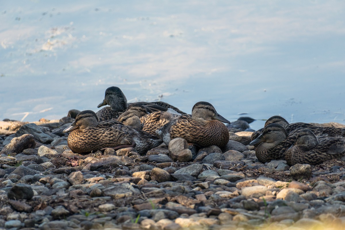 Mallard - ML362811891