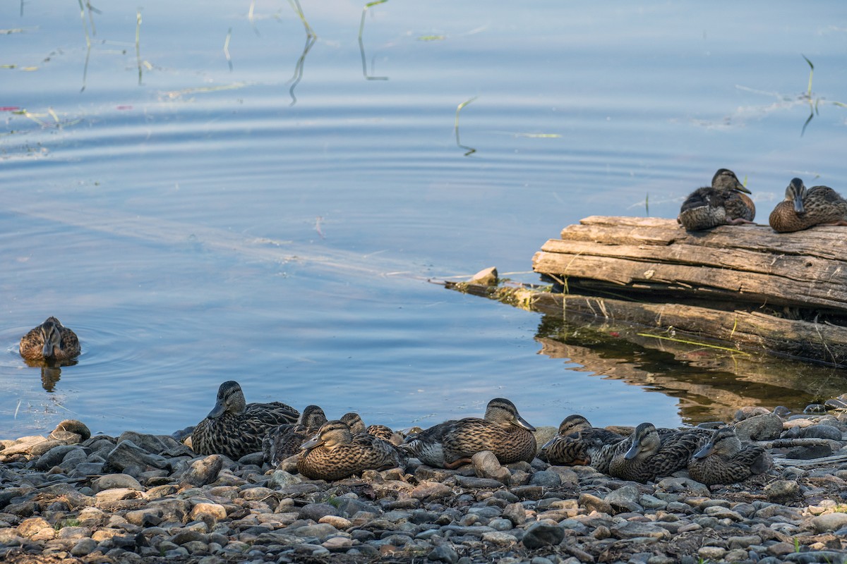 Mallard - ML362811901
