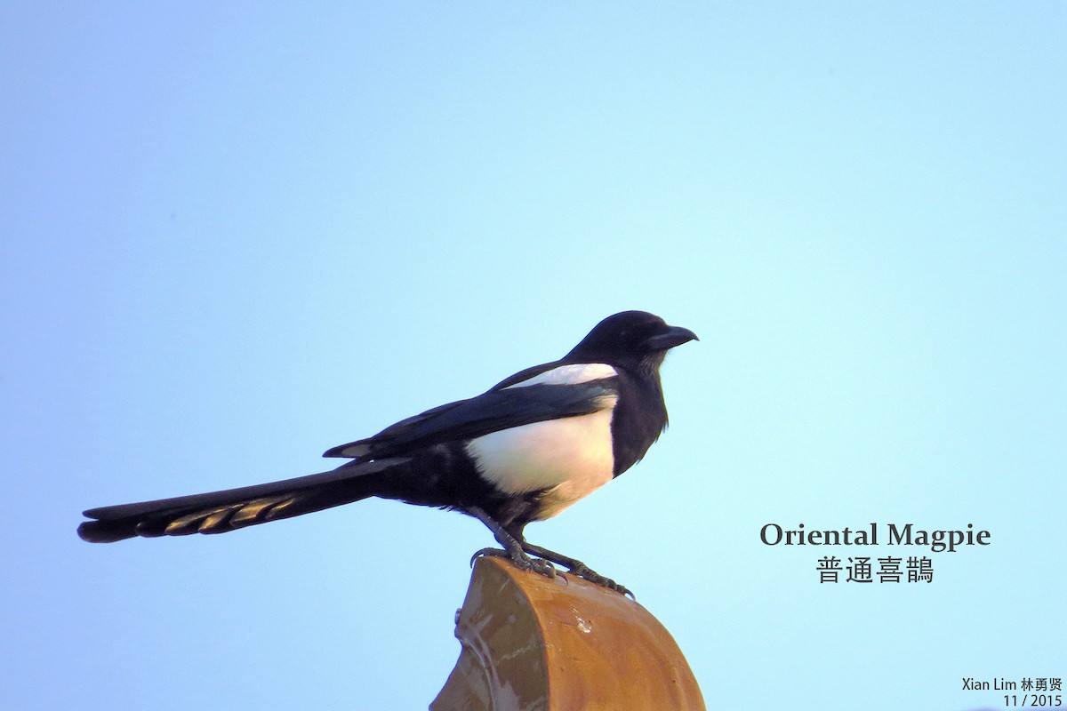 Oriental Magpie - ML362812751