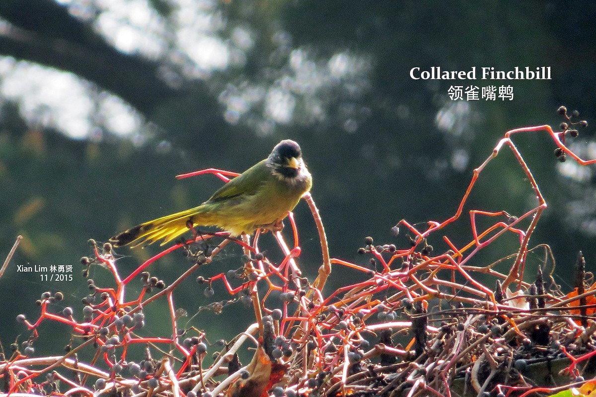 Collared Finchbill - ML362812771