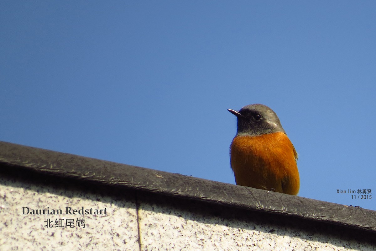 Daurian Redstart - ML362812811