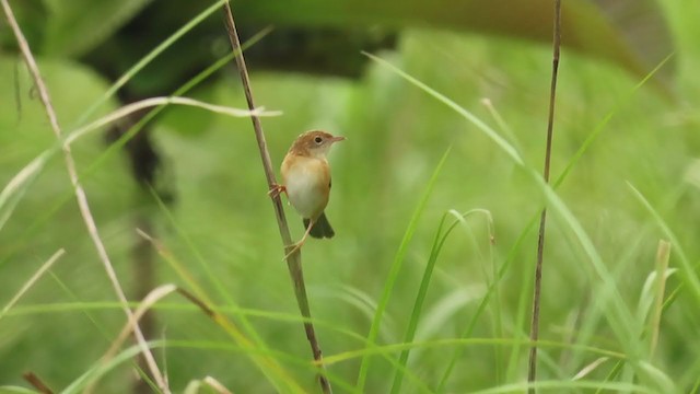 Golden-headed Cisticola - ML362813641