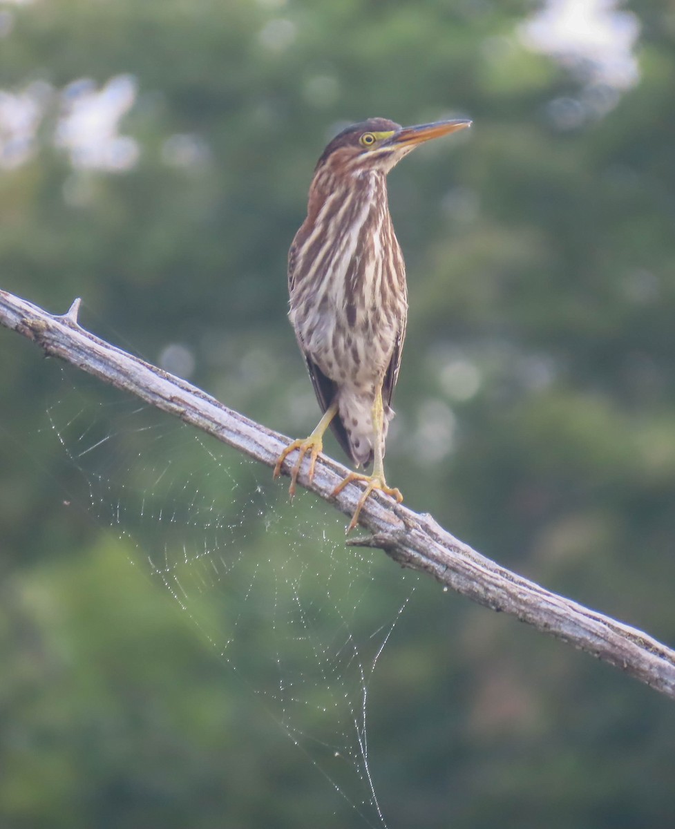 Green Heron - ML362817741