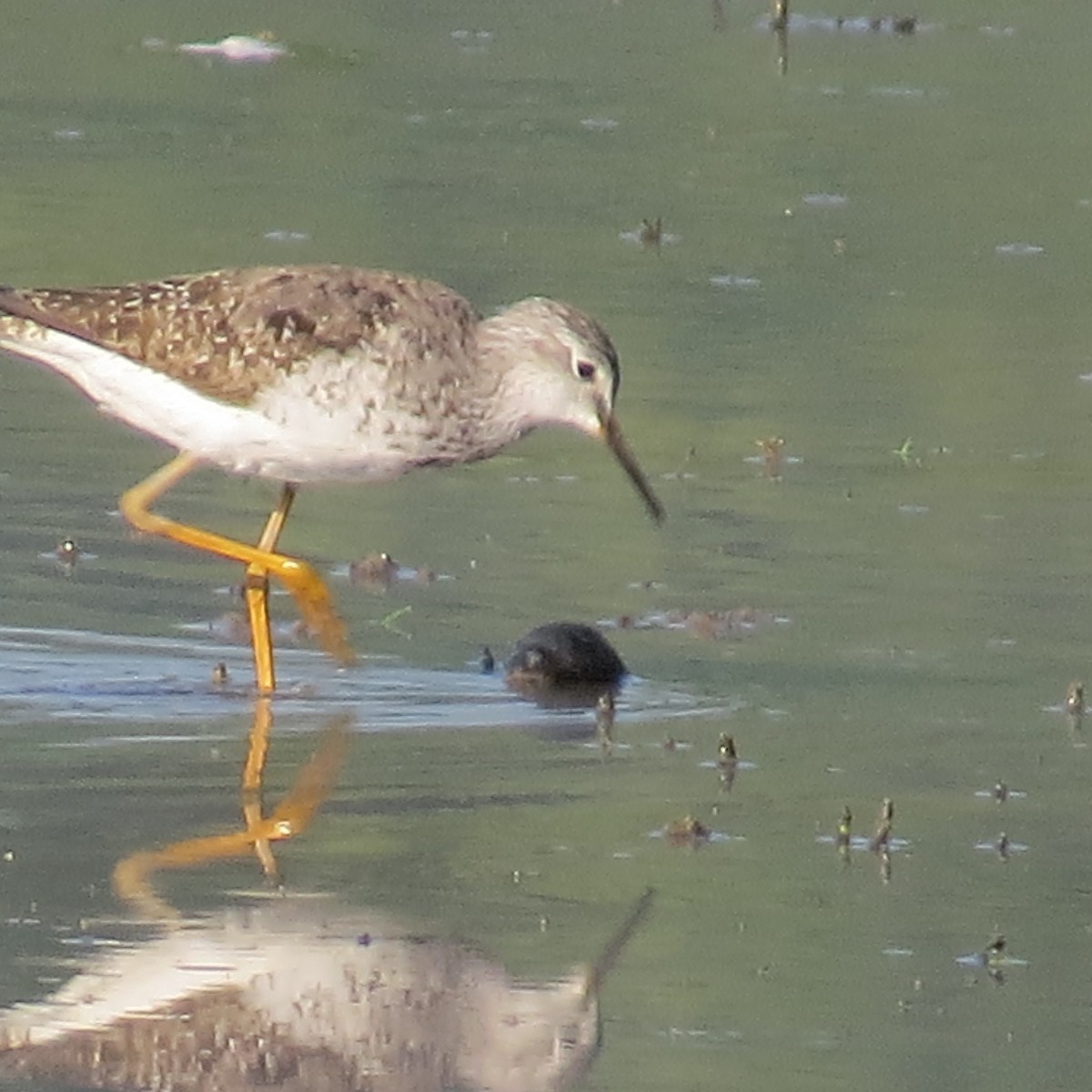 Lesser Yellowlegs - ML362818001