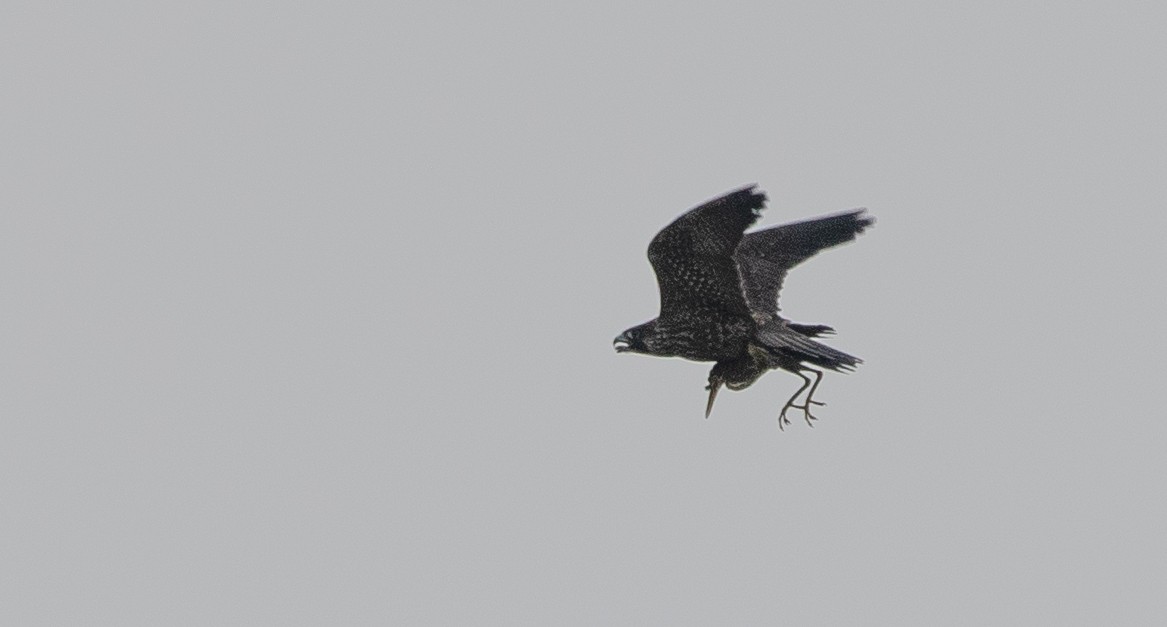 Peregrine Falcon - Joel Strong