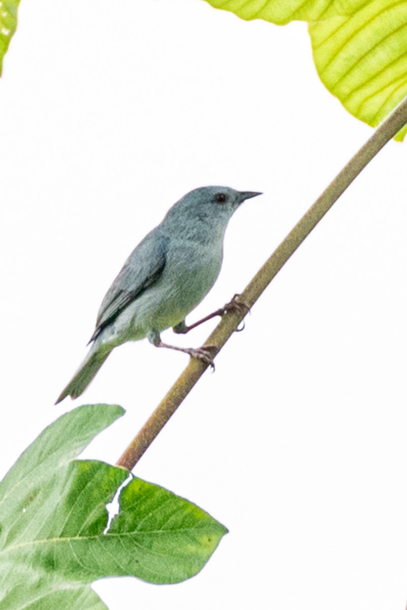 Pearly-breasted Conebill - Ralph Hatt