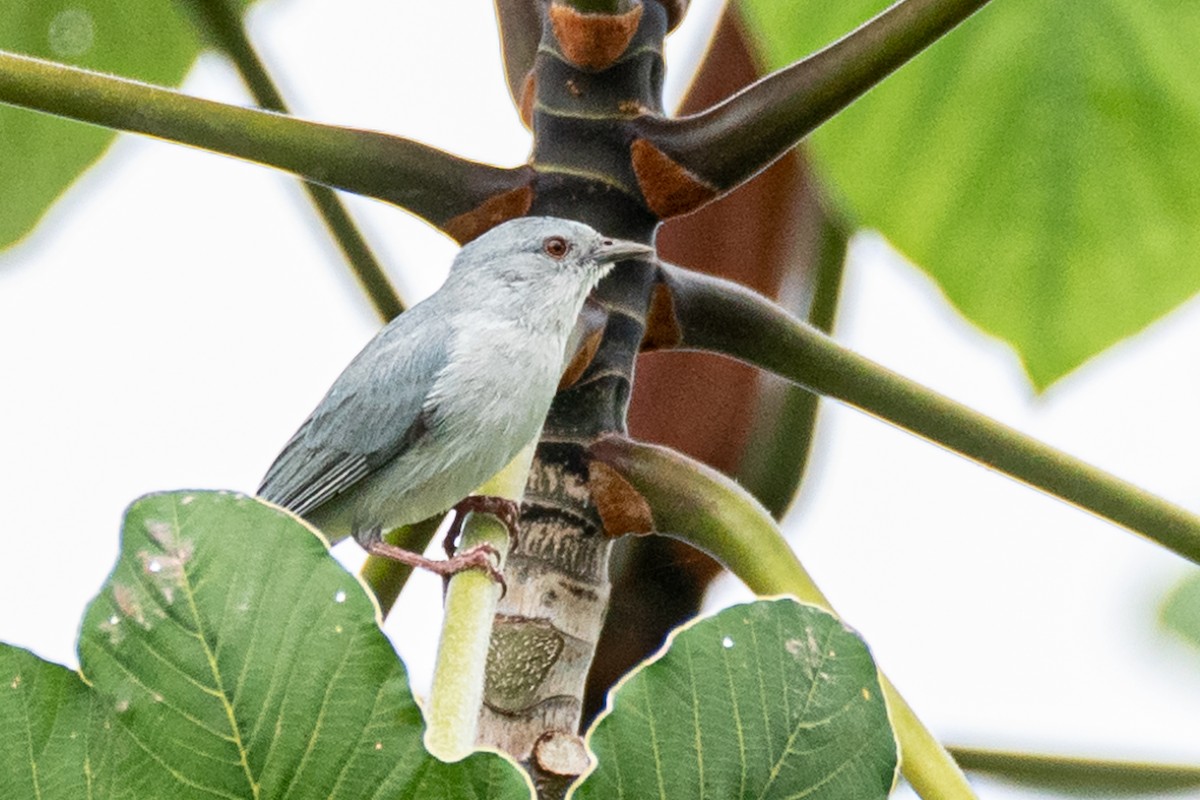 Pearly-breasted Conebill - ML362819091