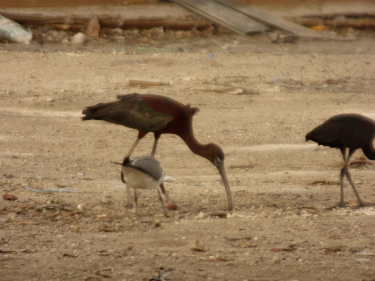 ibis hnědý - ML362819161