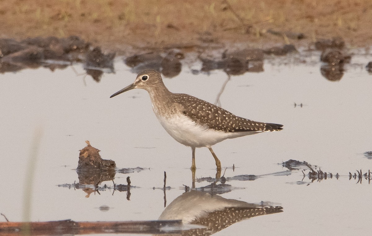 Solitary Sandpiper - ML362819501