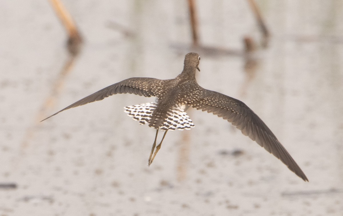 Solitary Sandpiper - ML362819521