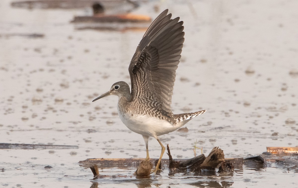 Solitary Sandpiper - ML362819551