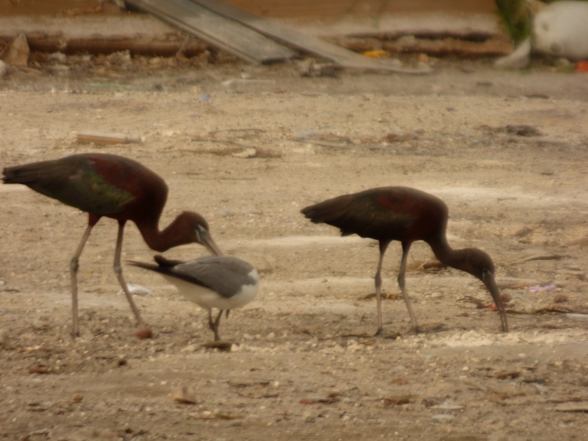 ibis hnědý - ML362820111