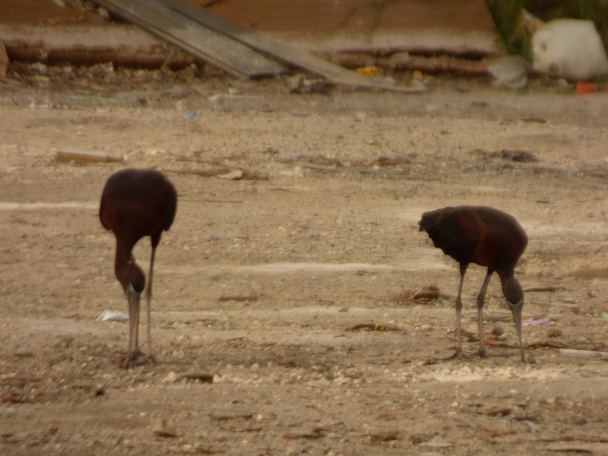 ibis hnědý - ML362820381