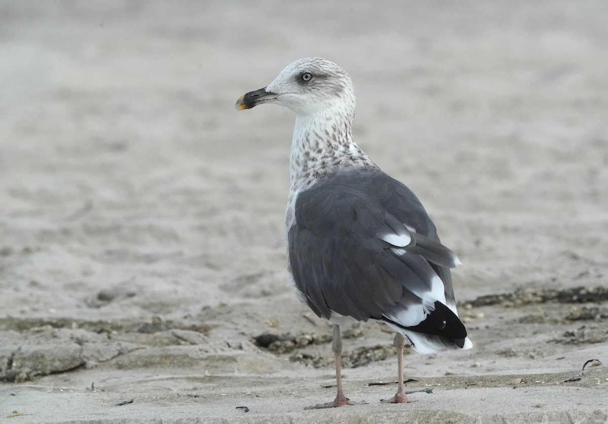 Great Black-backed Gull - ML362820991