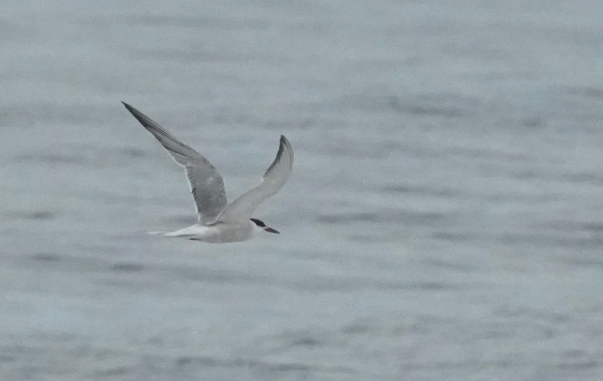 Common Tern - ML362821681