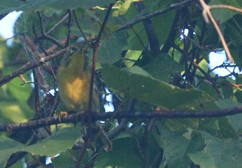 Prairie Warbler - Guy Babineau