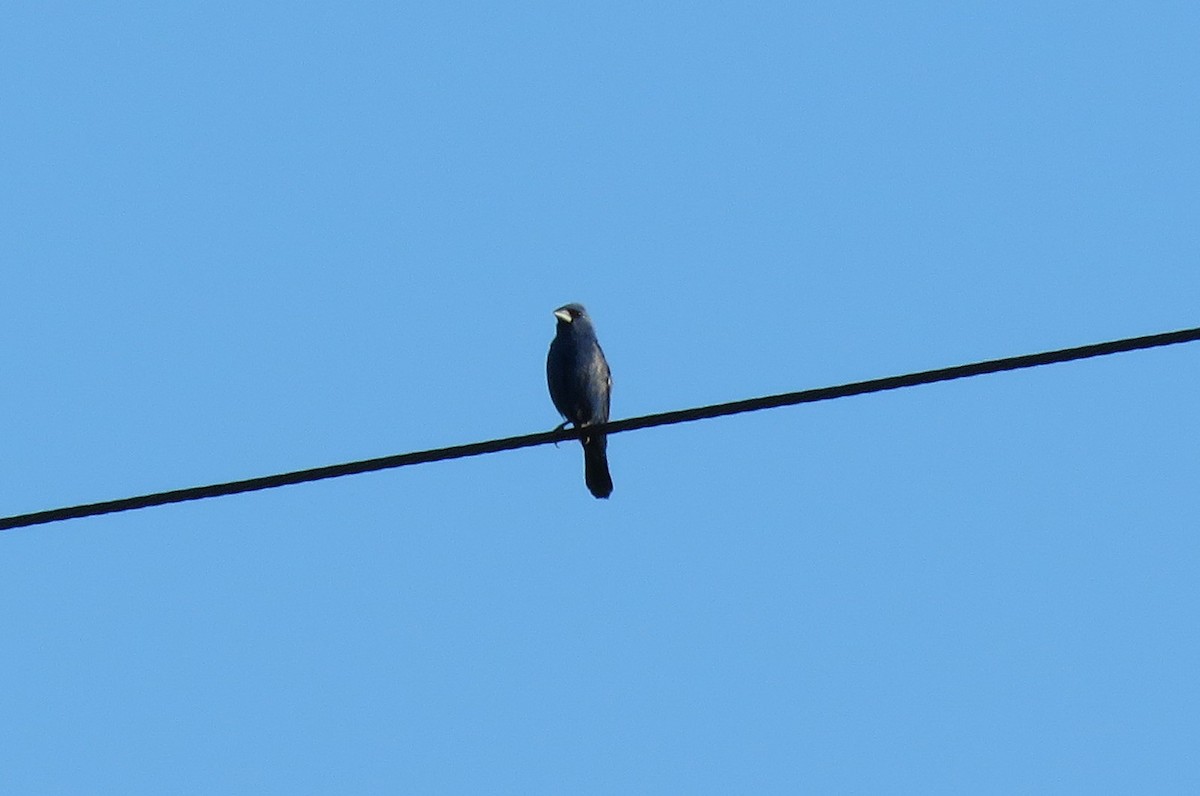 Blue Grosbeak - ML362828321