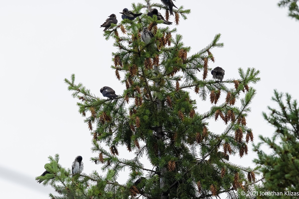 Purple Martin - ML362828351