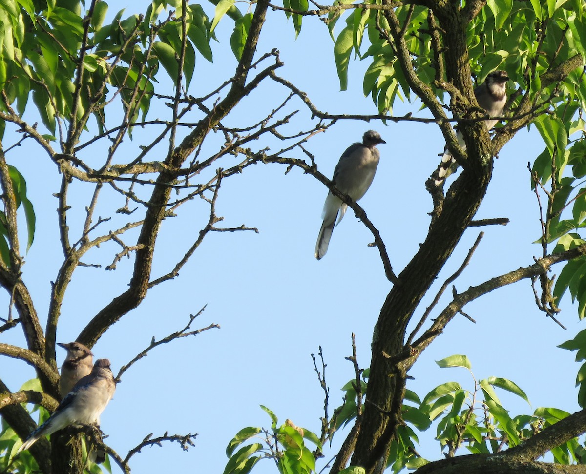 Blue Jay - ML362828371