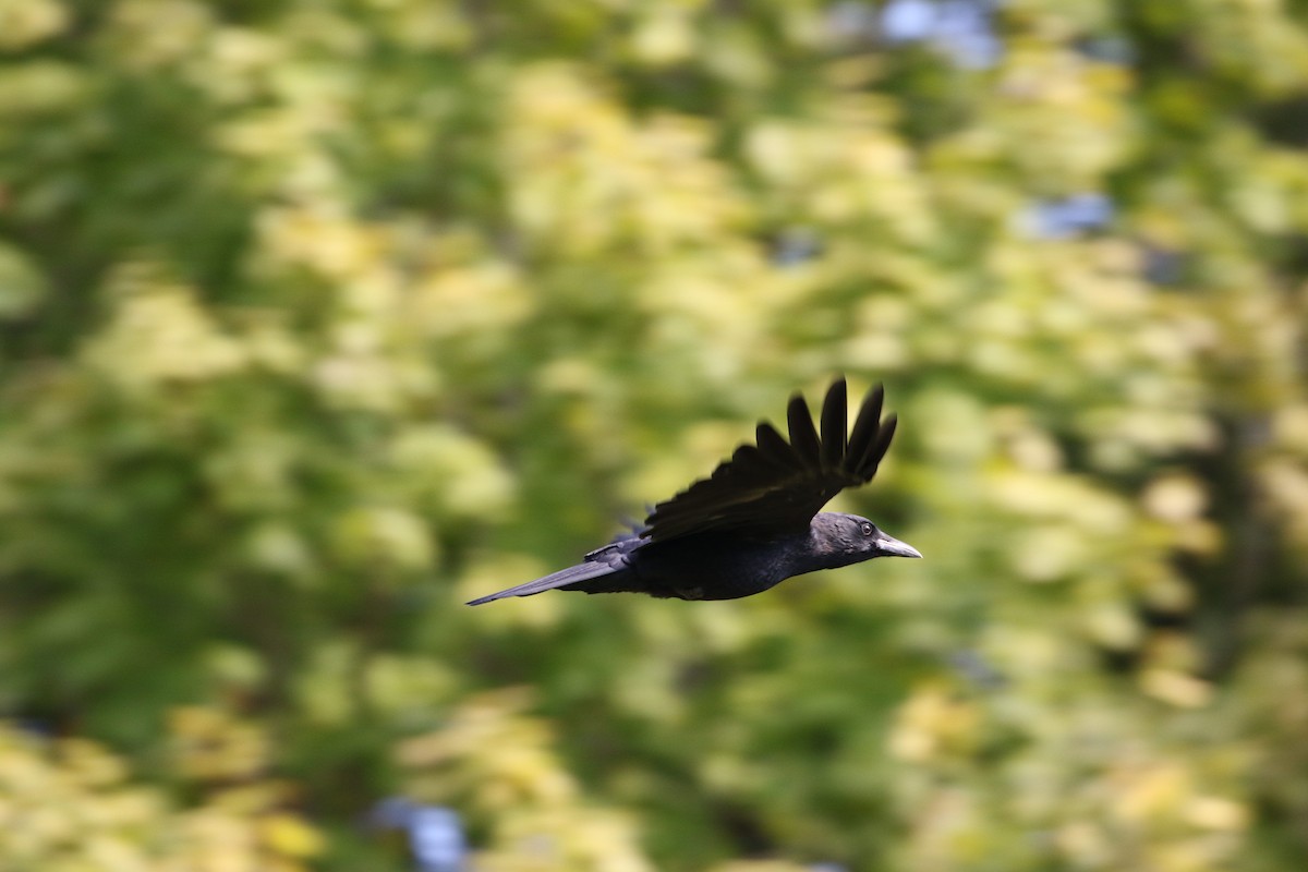 American Crow - ML36282841