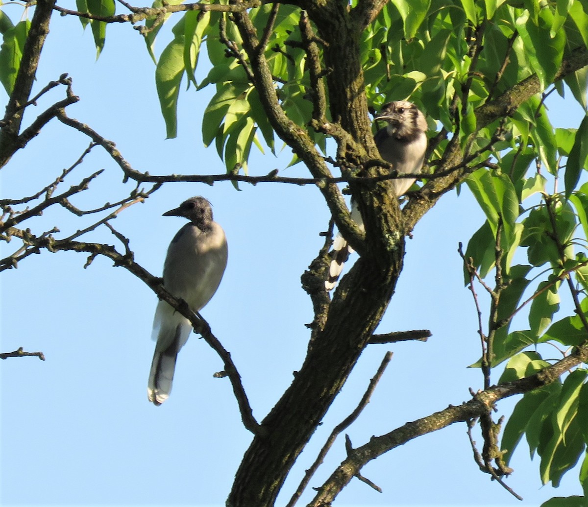 Blue Jay - ML362828441