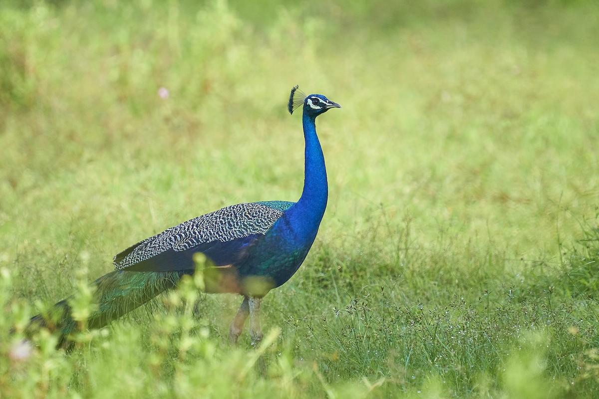 Indian Peafowl - ML362829611