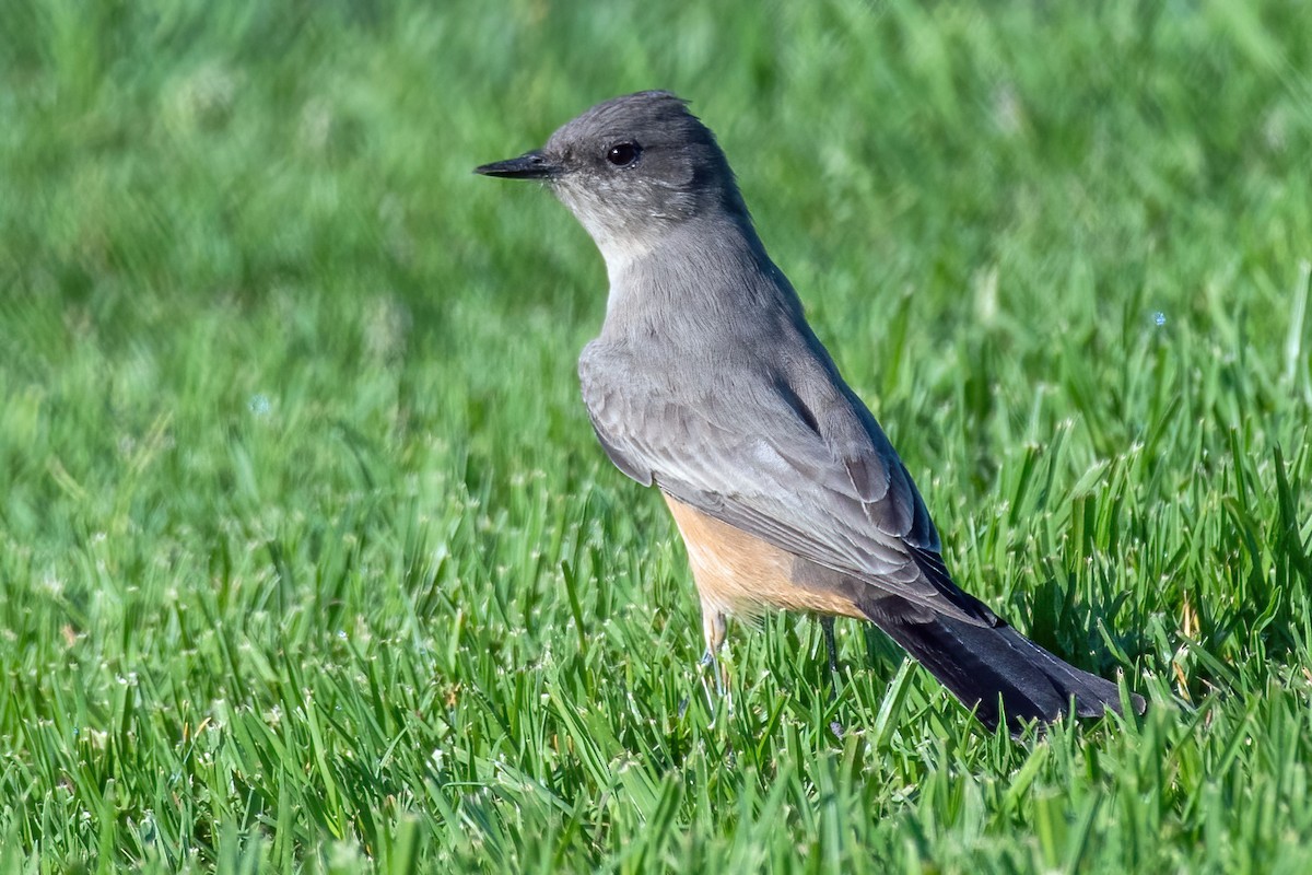 Say's Phoebe - ML362831191