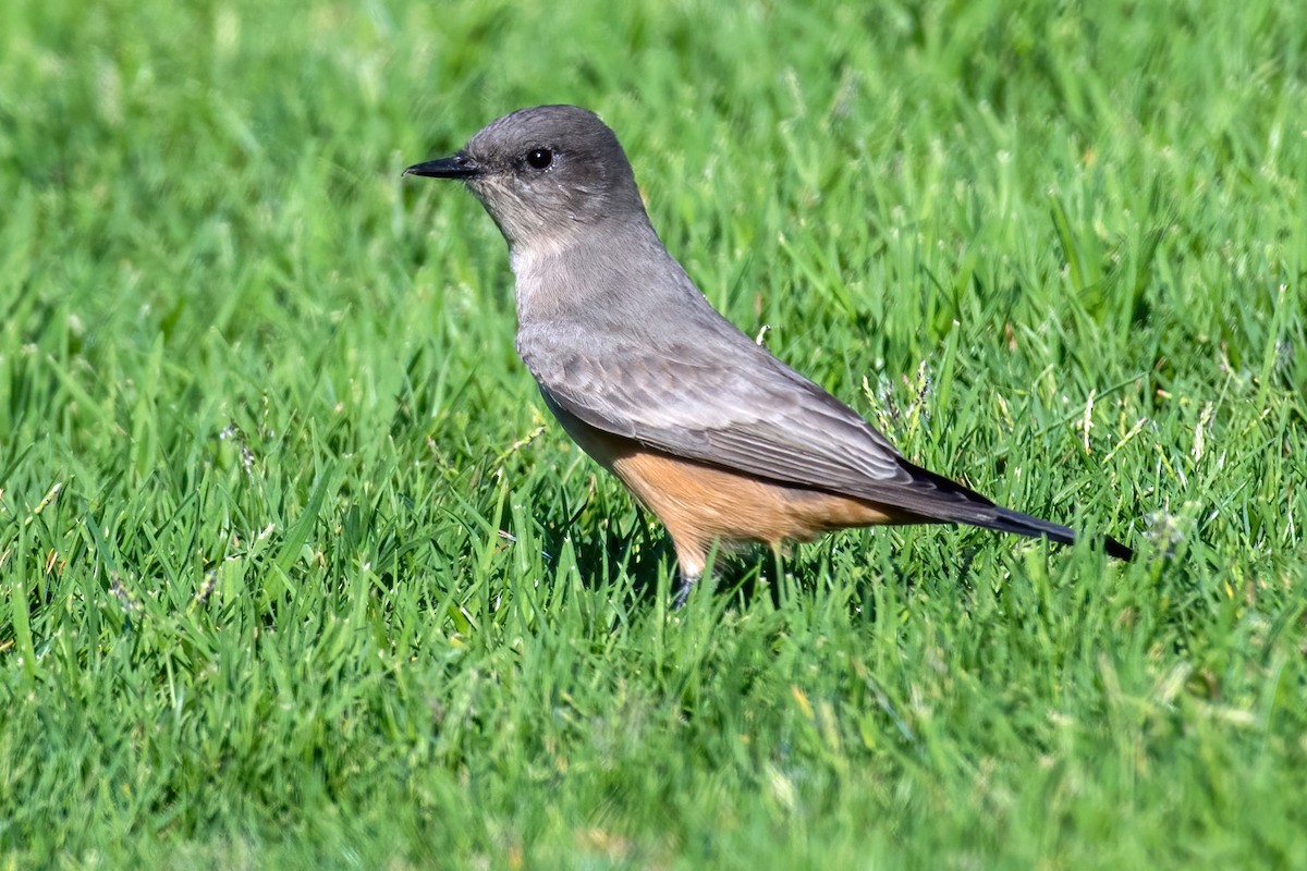 Say's Phoebe - ML362831201