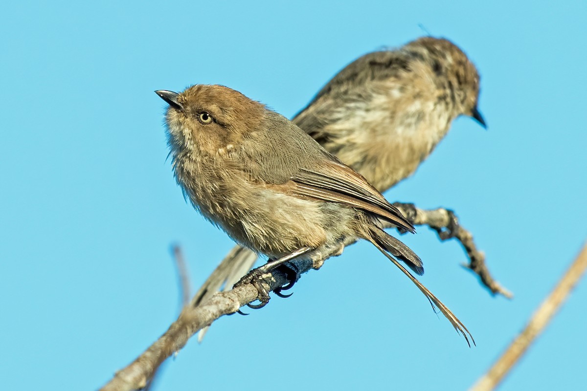 Bushtit - ML362832121