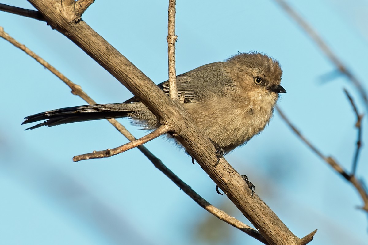 Bushtit - ML362832131