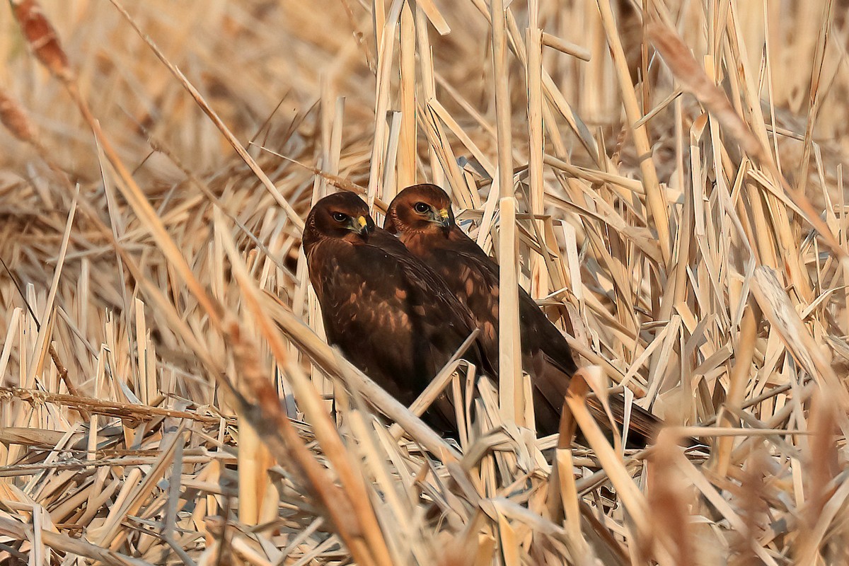 Northern Harrier - Dave Kreft