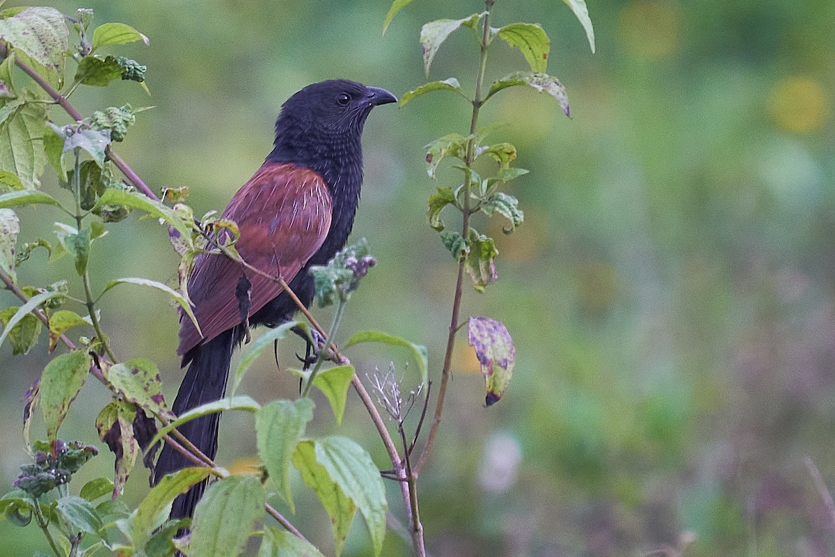 Lesser Coucal - Raghavendra  Pai