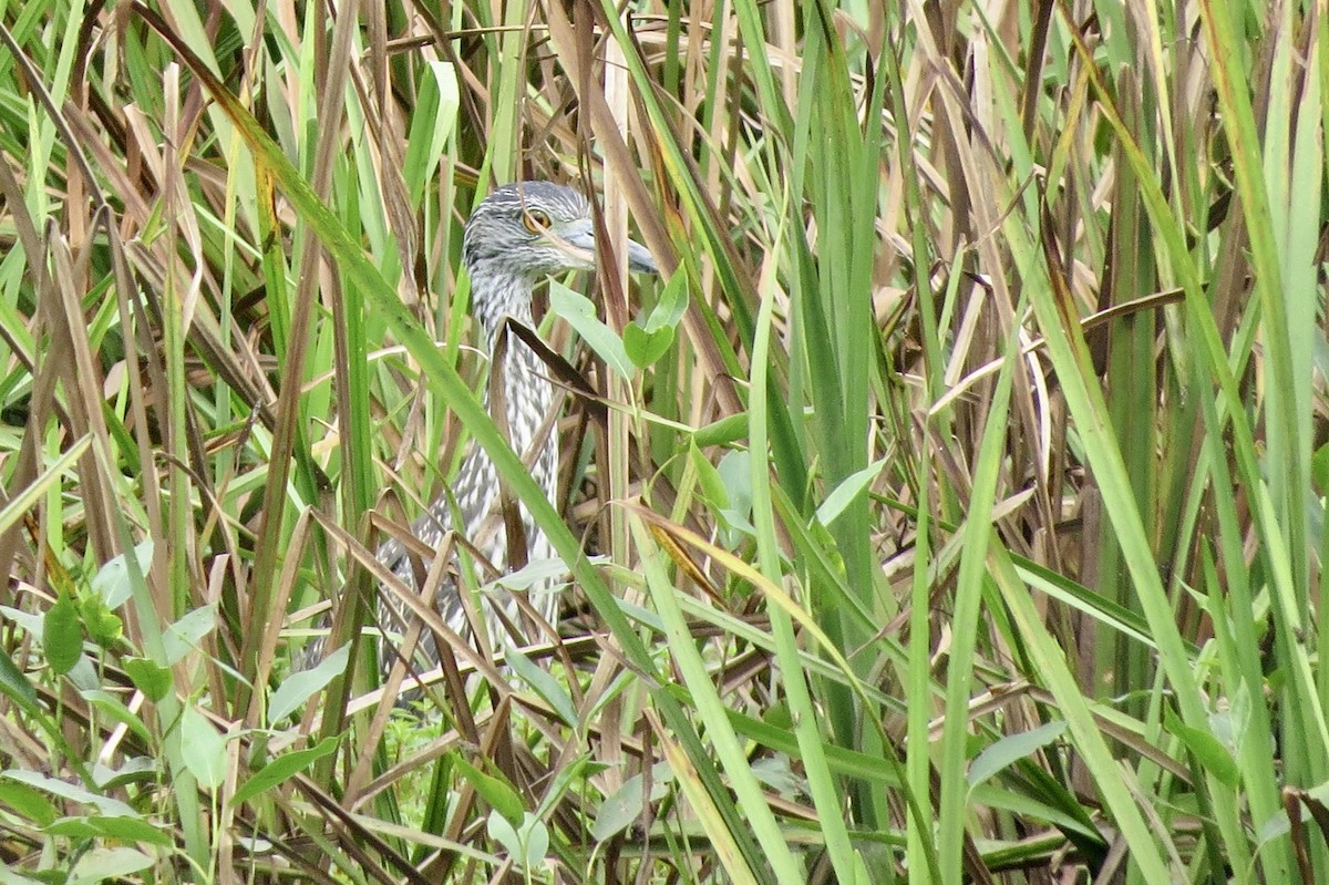 Yellow-crowned Night Heron - ML362833101