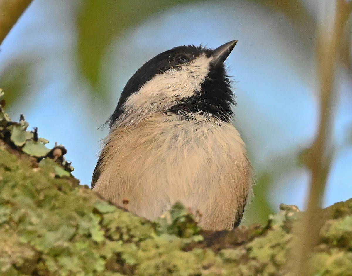 Carolina Chickadee - ML362834011