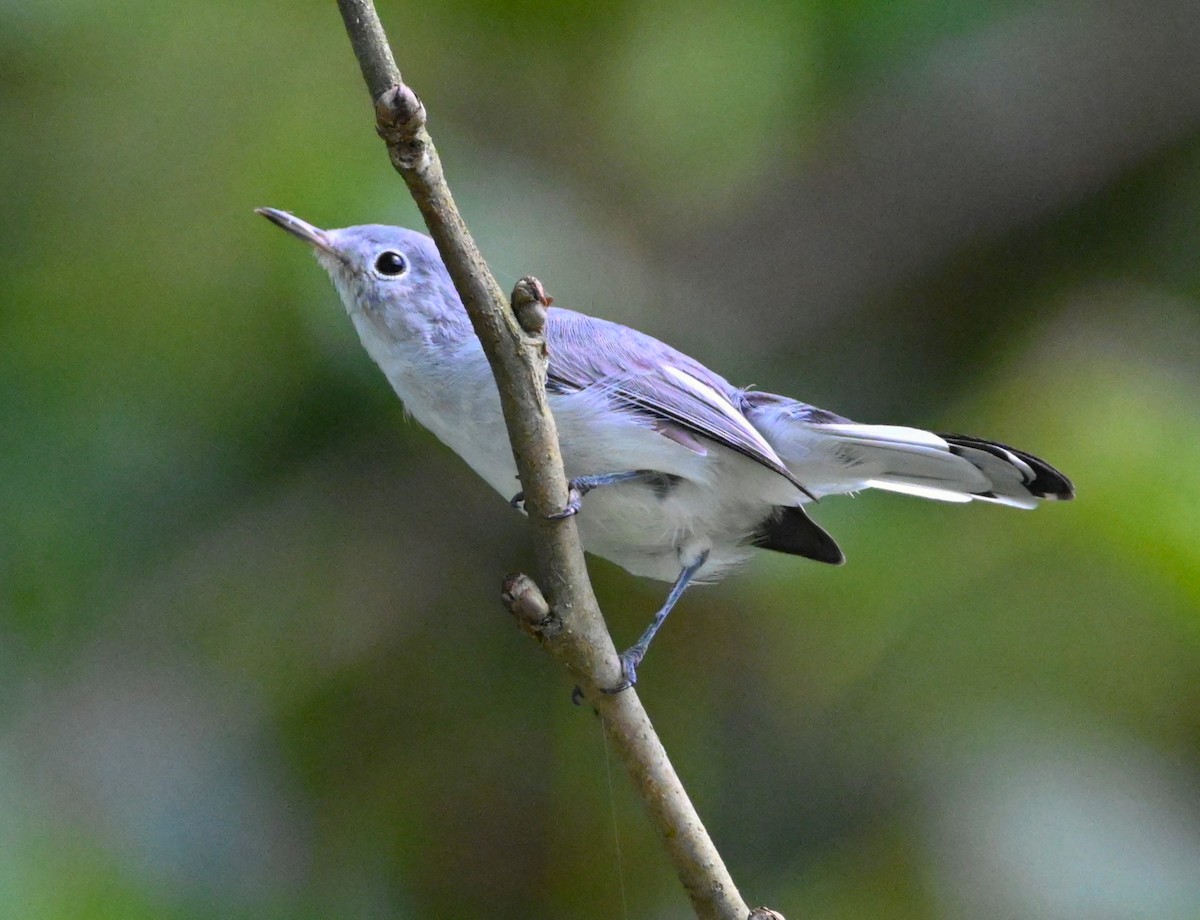 Blue-gray Gnatcatcher - ML362834031