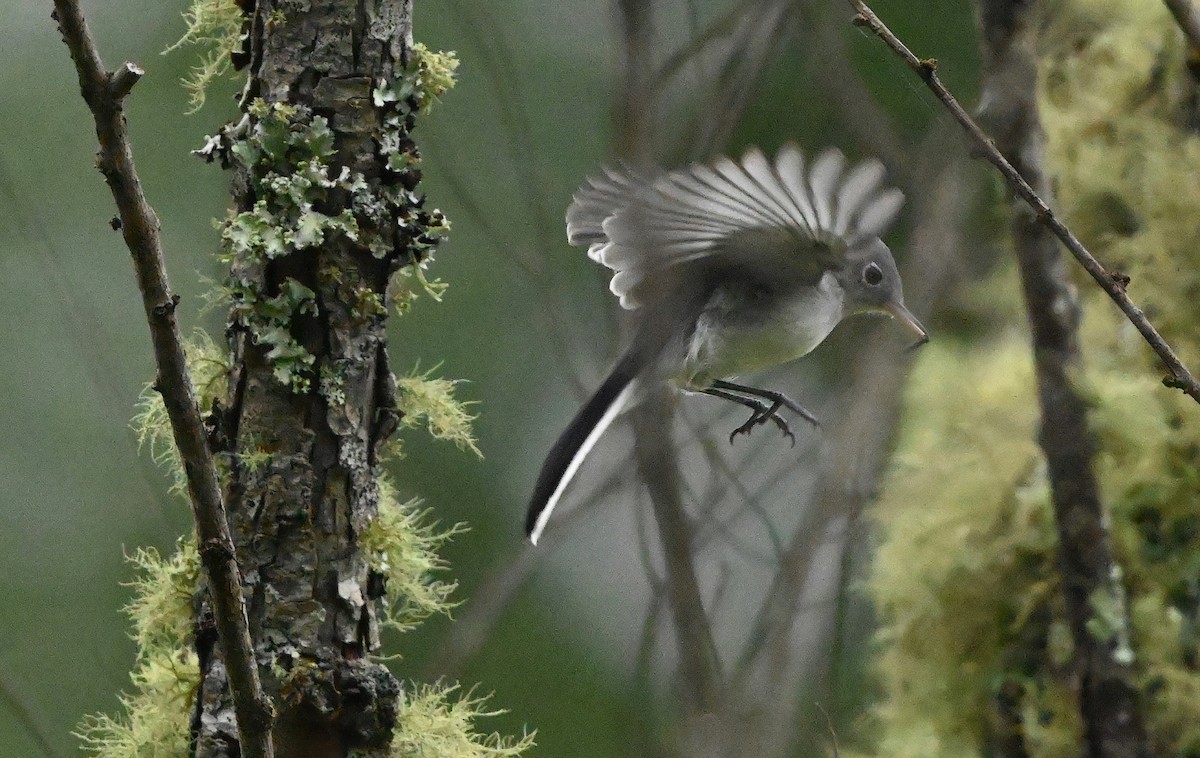 Blue-gray Gnatcatcher - ML362839271